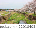 Cherry blossoms in Shiga prefecture 22018403