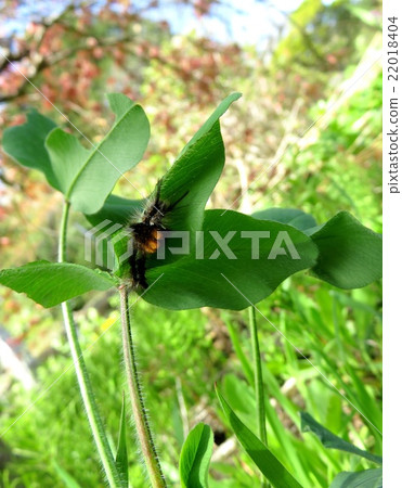 在草背面的Dogweed的毛蟲離開 22018404