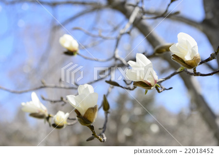 Kobushi flower Kobushi flower 22018452