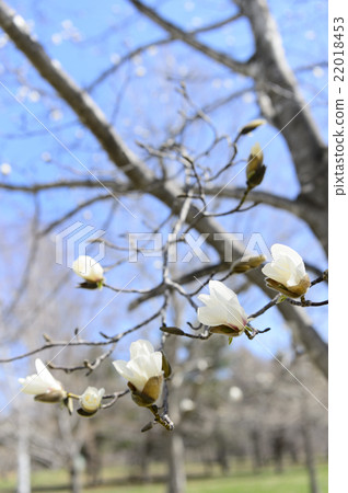 Kobushi flower 22018453