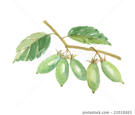 Matatabi fruit 22018883