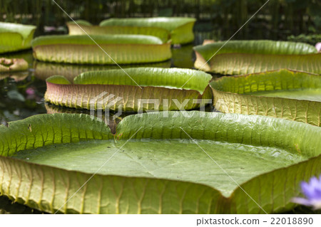 Amazon Victoria regia or Victoria. 22018890