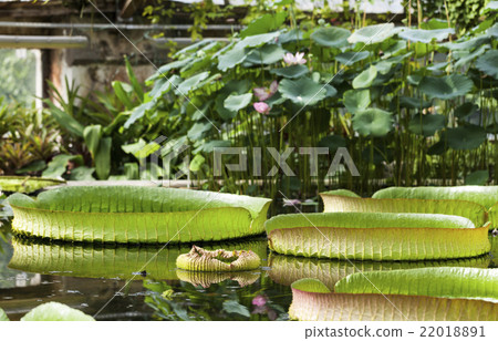 Amazon Victoria regia or Victoria. 22018891