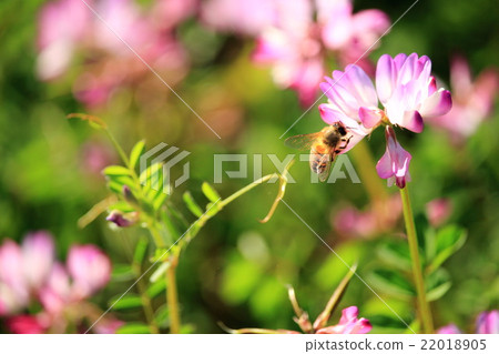 White clover and honey bee 22018905