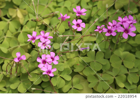 Imokatabami Imokatabami 22018954