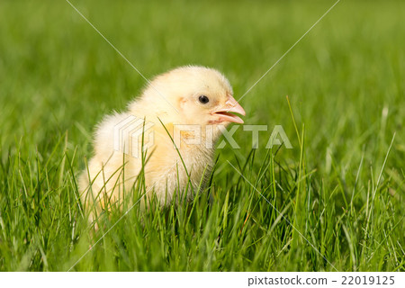 Newly-hatched chick on a green grass 22019125