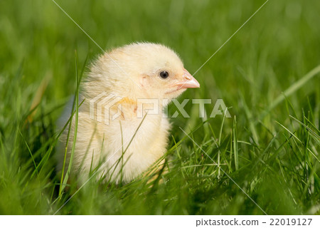 Newly-hatched chick on a green grass 22019127