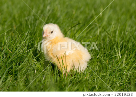 Newly-hatched chick on a green grass 22019128