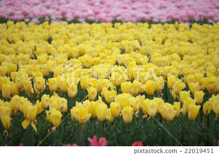 Tulip carpet 22019451