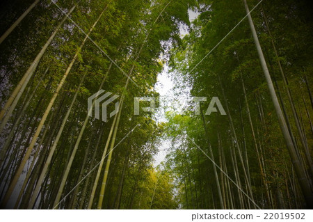 修善寺的竹子直徑小 22019502