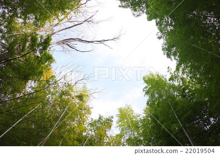 Bamboo grove Bamboo grove 22019504
