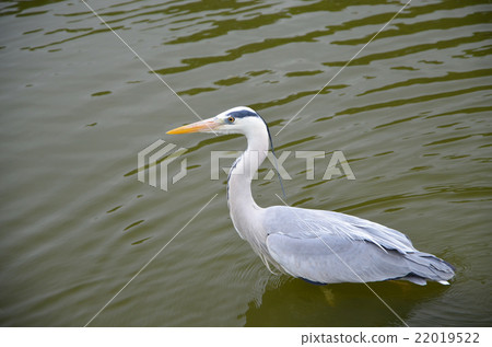 Gray heron Gray heron 22019522