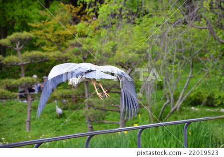 Gray heron Gray heron 22019523