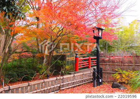 Autumn leaves of Shuzenji Autumn leaves of Shuzenji 22019596