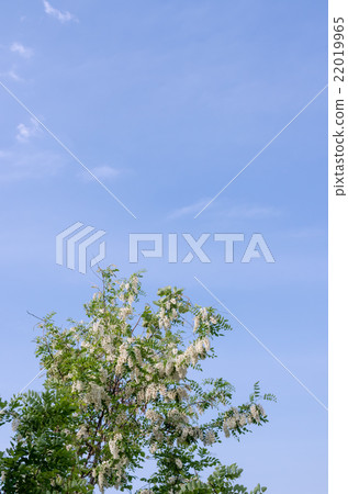 falseacacia白花 22019965