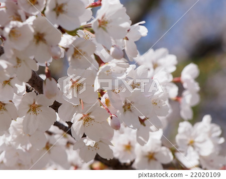 Cherry Blossoms Cherry Blossoms 22020109