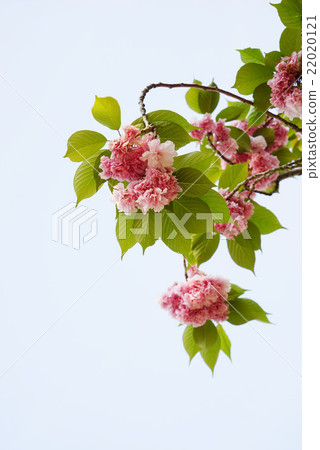 Double cherry blossoms Double cherry blossoms 22020121