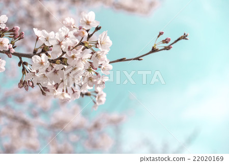Cherry Blossoms Cherry Blossoms 22020169