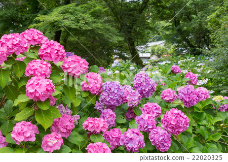 Yada Temple (hydrangea temple) Yada Temple (hydrangea temple) 22020325