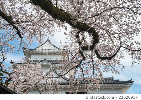 在盛開小田原城堡城堡塔的櫻花 22020917