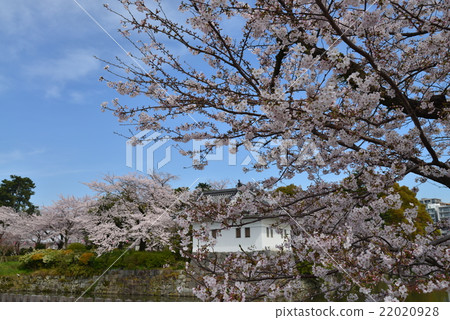 Cherry blossom Odawara Castle Aisle 22020928