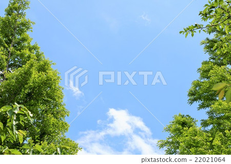 Blue skies of May and the fresh green trees 22021064