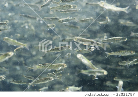 Salmon fry Salmon fry 22021797