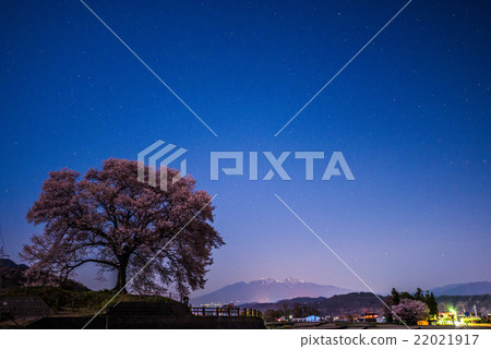 One cherry tree of a mound that was illuminated by the light of the moon 22021917