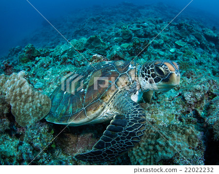 Sea turtle Sea turtle 22022232