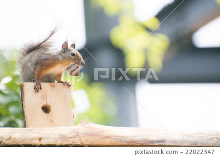 日本猴子 22022347