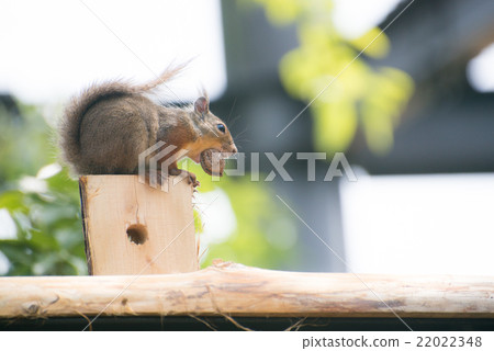 日本猴子 22022348