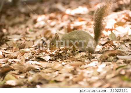 Japanese monkeys 22022351