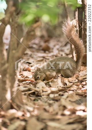 日本猴子 22022352