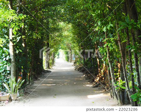 Fukugi一排樹 22023286