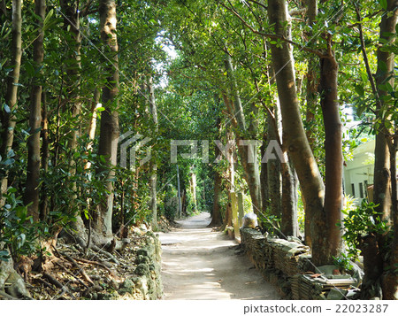 Fukugi一排樹 22023287