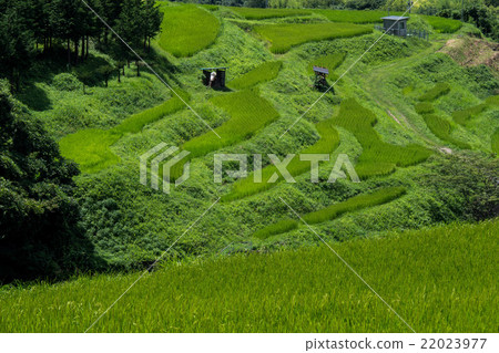 水稻梯田 水稻梯田 22023977