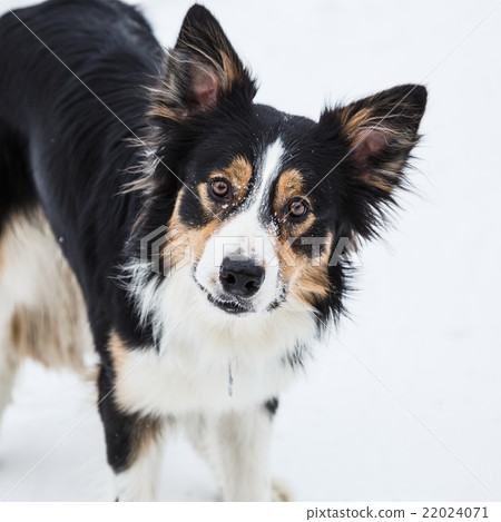 Tricolor border collie Tricolor border collie 22024071