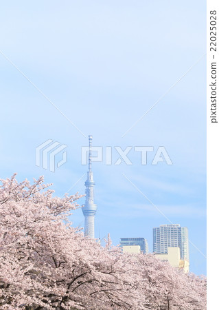 Tokyo Sky Tree and cherry blossoms in full bloom Tokyo Sky Tree and cherry blossoms in full bloom 22025028