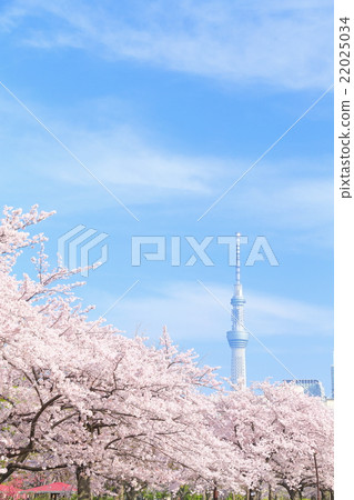 Tokyo Sky Tree and cherry blossoms in full bloom Tokyo Sky Tree and cherry blossoms in full bloom 22025034
