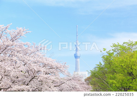 Tokyo Sky Tree and cherry blossoms in full bloom Tokyo Sky Tree and cherry blossoms in full bloom 22025035