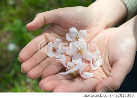 Cherry blossoms petals that had fallen 22025390