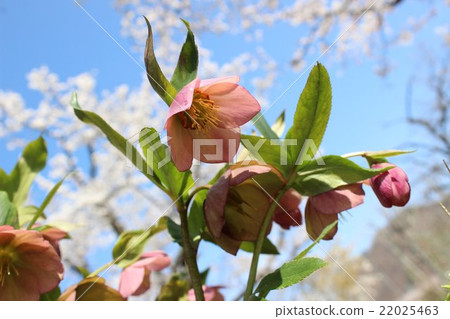 可愛的聖誕玫瑰花朵 可愛的聖誕玫瑰花朵 22025463