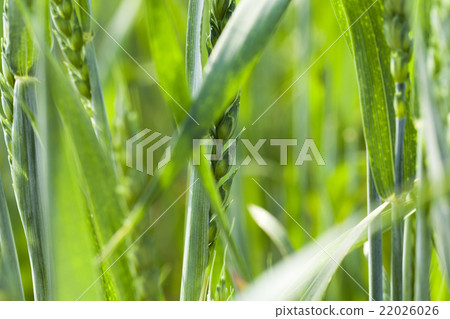 green cereals, close-up green cereals, close-up 22026026