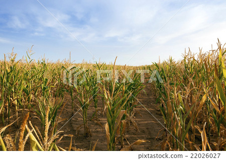 Field with corn Field with corn 22026027