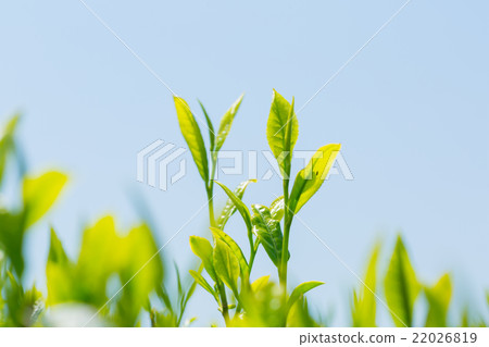 Tea plantation Tea plantation 22026819