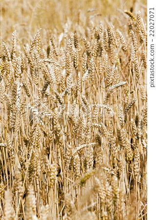 ripened cereals,  close up 22027071