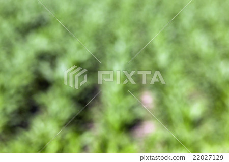 Green corn field Green corn field 22027129