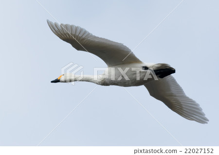 一隻天鵝飛 22027152