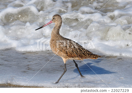 美國Daisyushishigi跑來跑去尋找邊緣的食物 22027229