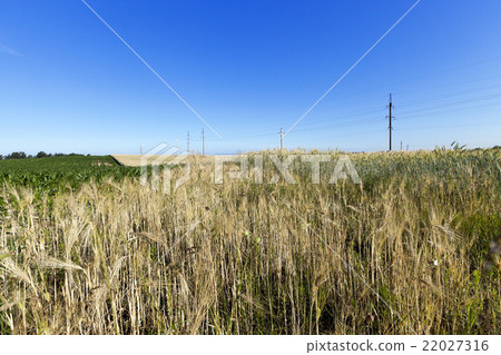 agricultural field with cereal agricultural field with cereal 22027316